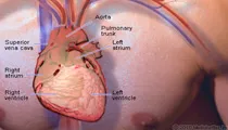 Heart Anatomy